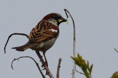house sparrow / huismus, WK