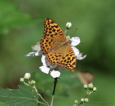 keizersmantel, AW-duinen