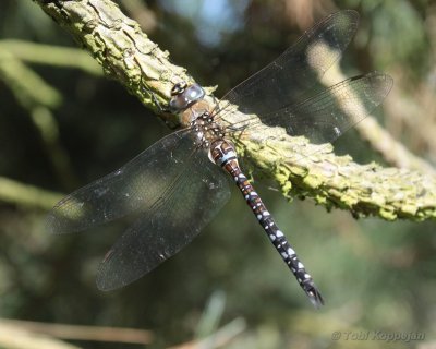 paardebijter, AW-duinen