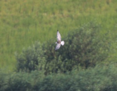white-winged tern / witvleugelstern
