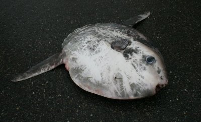 stranded Ocean Sunfish - Mola mola, Burgh-Haamstede