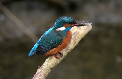 IJsvogel, Schelphoek