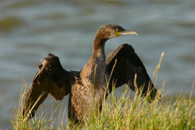 cormorant / aalscholver, Haringvliet