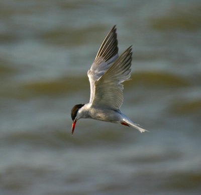 common tern, haringvliet