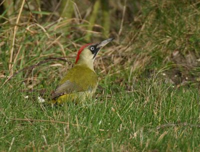 green woodpecker, wolphaartsdijk