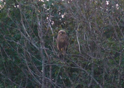lesser spotted eagle / schreeuwarend, Domburg