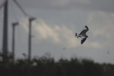 sabine's gull, westkapelle