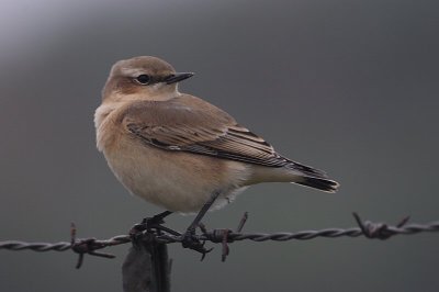 wheatear / tapuit, Westkapelle