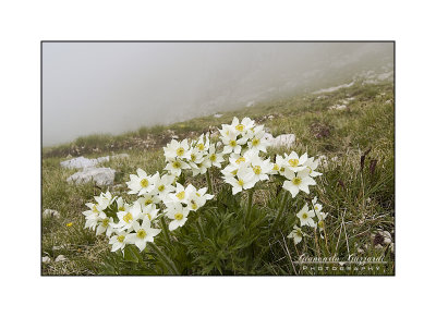 Anemone narcissiflora