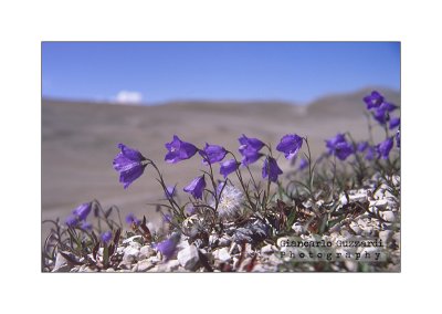 Campanula scheuchzeri