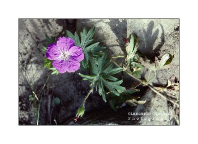 Geranium sanguineum