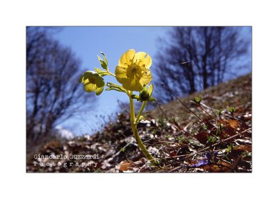 Helleborus bocconei