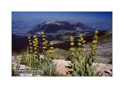 Gentiana lutea