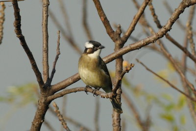 Bird Watching at Fung Lok Wai - Tsim Bei Tsui on 6th Jan 2008