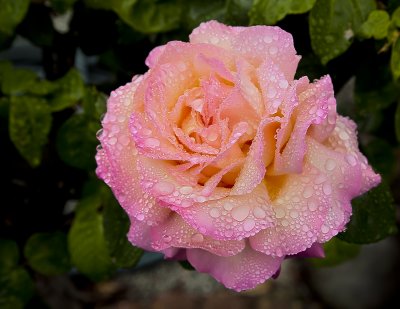 110420_6353-6355_HDR.jpg