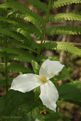 Trillium - Ontario's flower
