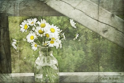 Daisies In A Bottle 