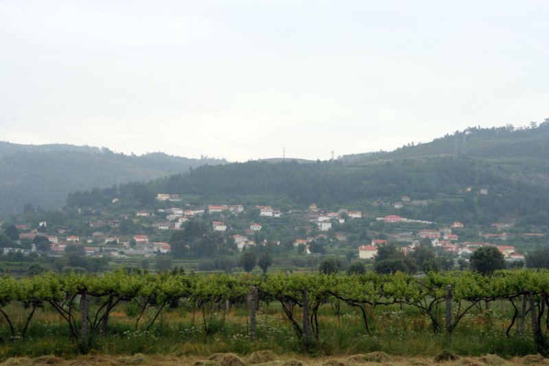 vineyard