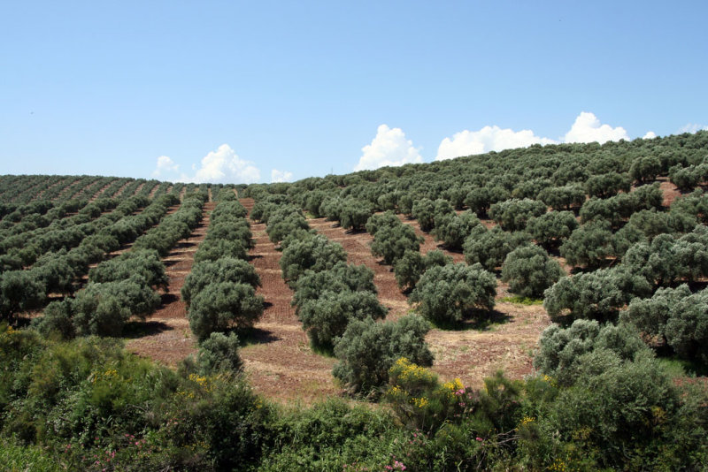 olives