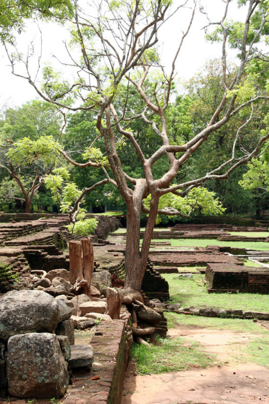 Sigiriya - Lion Rock