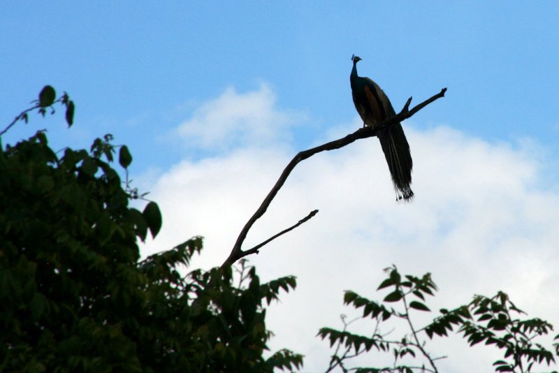 Wasgomuwa National Park
