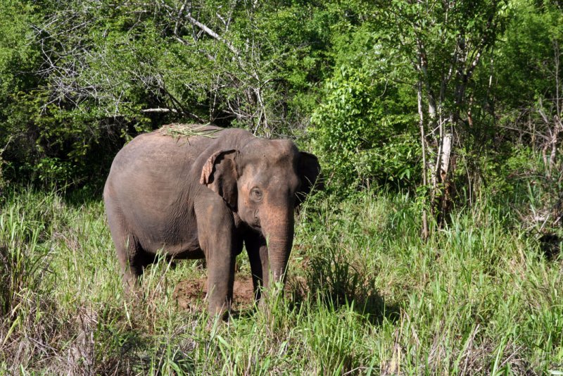 Wasgomuwa National Park