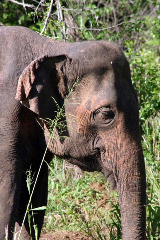 Wasgomuwa National Park
