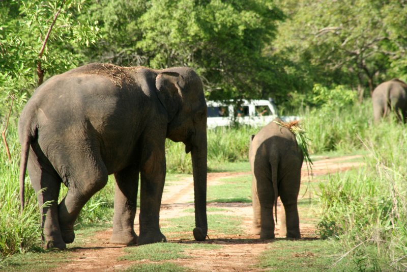 Wasgomuwa National Park