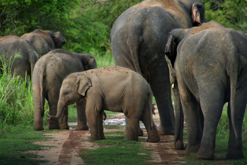 Wasgomuwa National Park