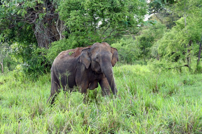 Wasgomuwa National Park