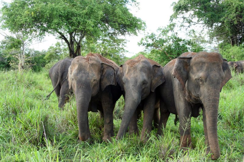 Wasgomuwa National Park