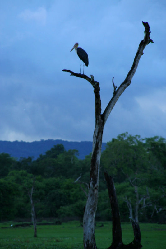 Wasgomuwa National Park