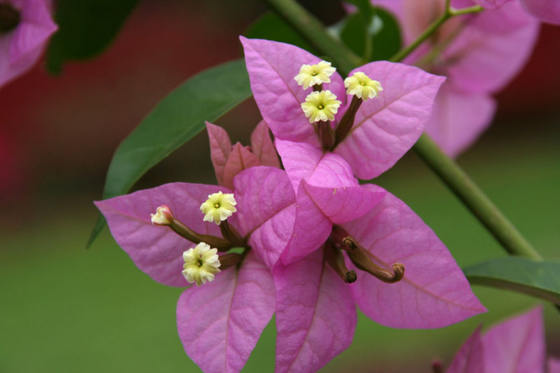 Kandy - Botanical Garden