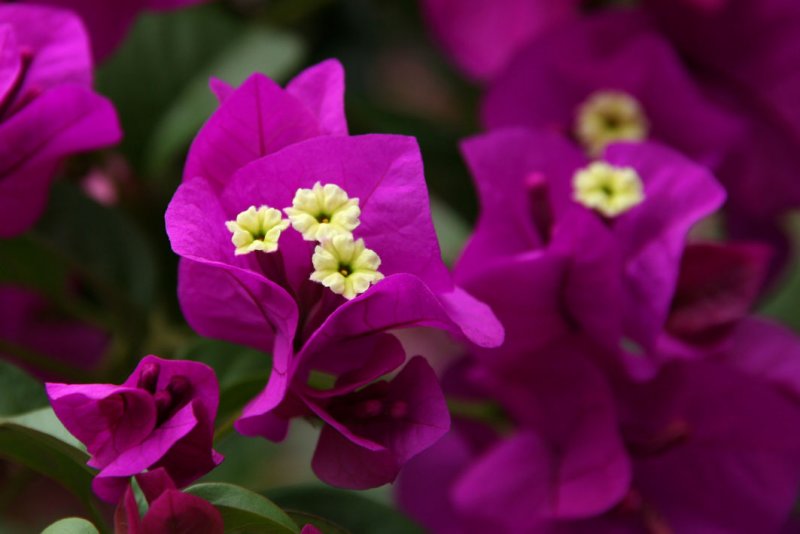 Kandy - Botanical Garden
