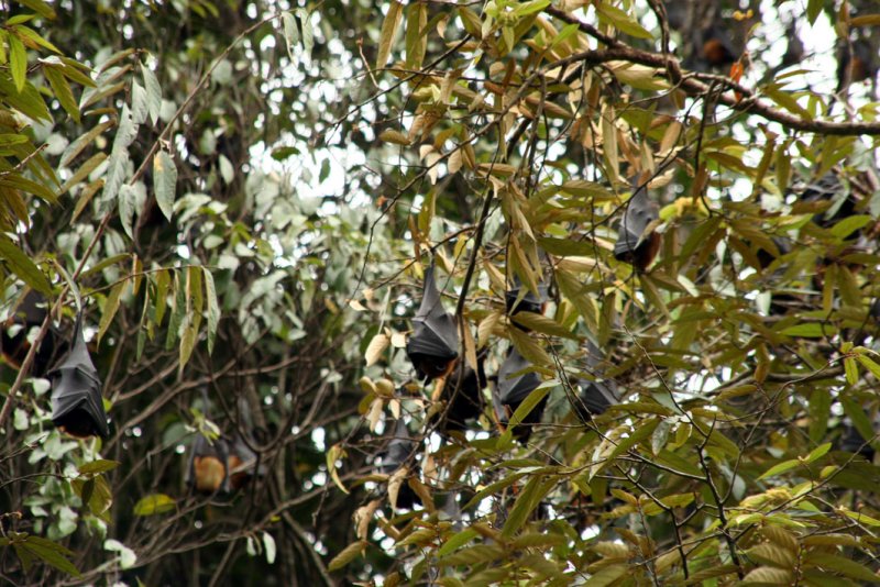 Kandy - Botanical Garden