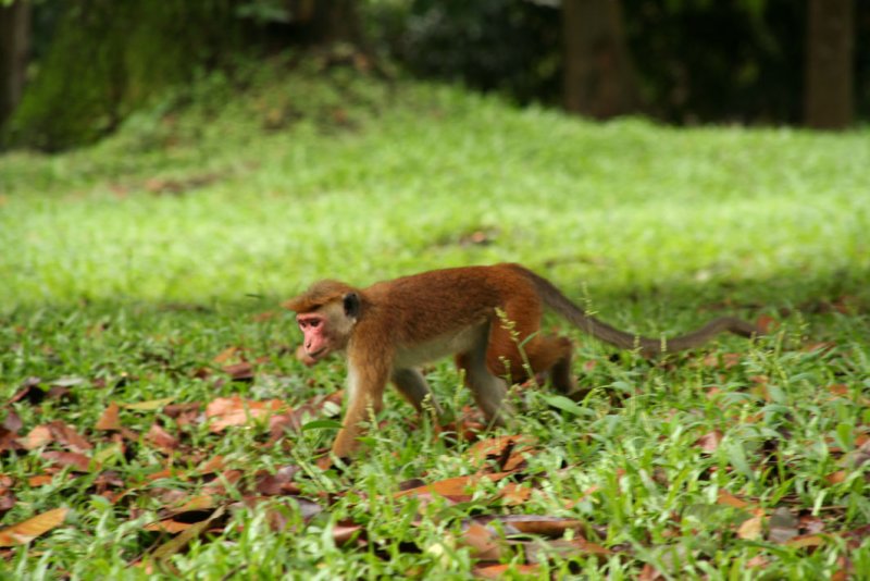 Kandy - Botanical Garden