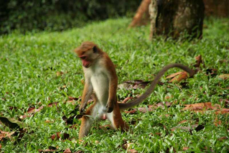Kandy - Botanical Garden