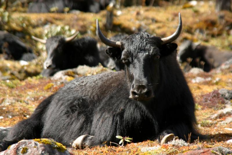 Yumtang Valley - Yak