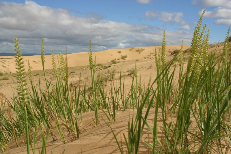 Arburd Sands