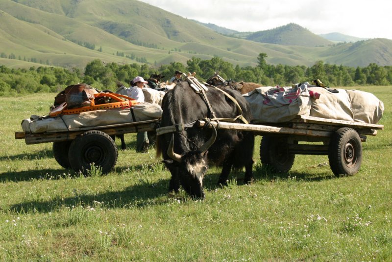 Yak carts