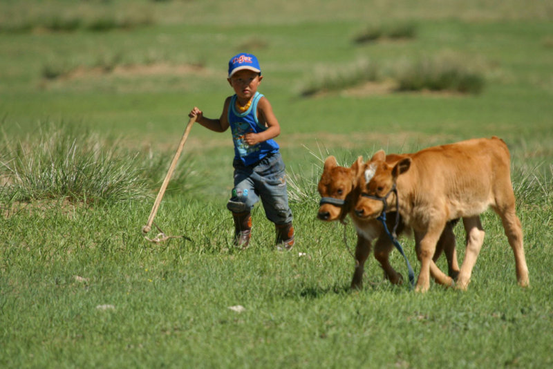 Herding the calfs