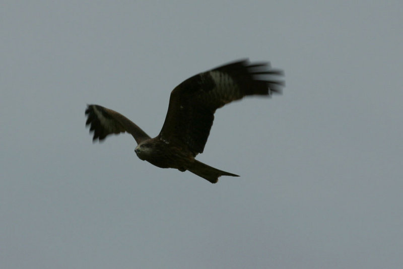 IMG_9584.JPG