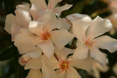 IMG_0444.JPG