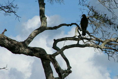 Wasgomuwa National Park