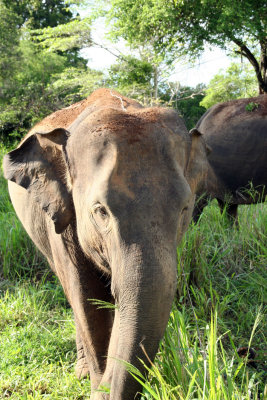 Wasgomuwa National Park