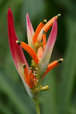 Kandy - Botanical Garden