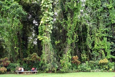 Kandy - Botanical Garden