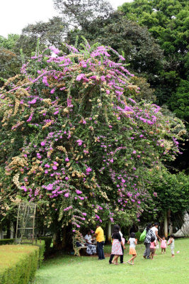 Kandy - Botanical Garden