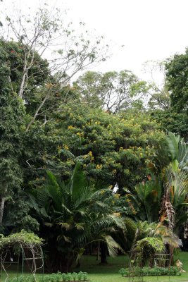 Kandy - Botanical Garden