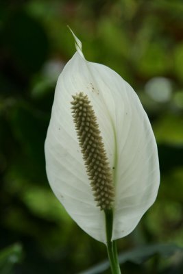 Kandy - Botanical Garden